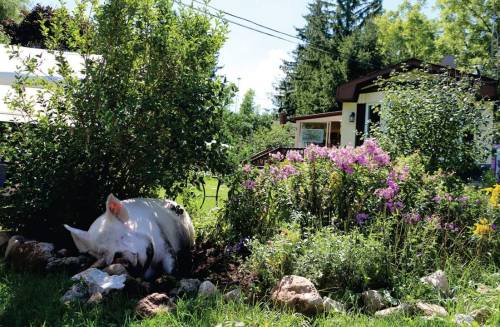 nonconformist-vegan:Esther The Wonder Pig  Photographed by Steve and Derek at Happily Ever Esther Fa