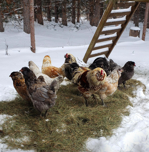 “They only go out if I put hay down over the snow for them.”via /r/backyardchickens