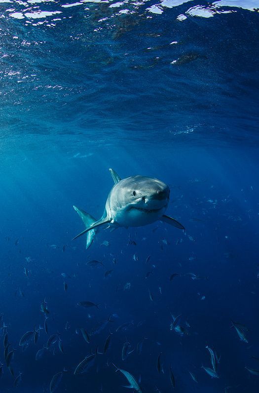 the-shark-diary-blog - The Shark Diary's