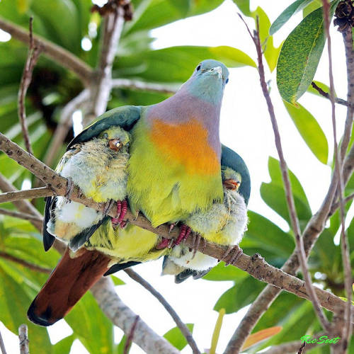 dierosenrot: beben-eleben:  Photos Of Animals And Their Parents That Will Melt Your Heart  Lesbian lionesses. 