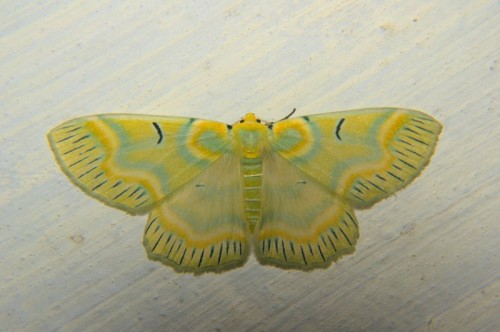 Porn onenicebugperday:  Emerald moths in the subfamily photos