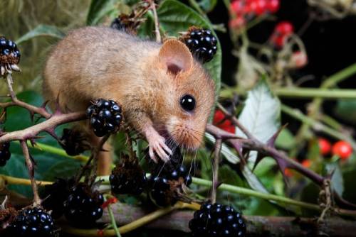 dormouse