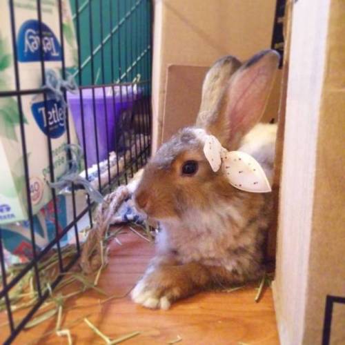 Apricot Jam is a classy rabbit. #apricotjambun #rabbitsofinstagram #rabbit #angorarabbit #angora #ho