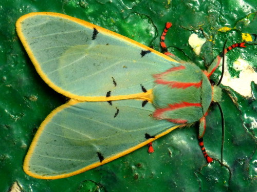 onenicebugperday:Tiger Moth, Chlorhoda tricolor, EcuadorPhotos by Andreas Kay