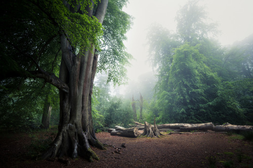 Fellbrigg Woods - 30/05/2016 by Matthew Dartford