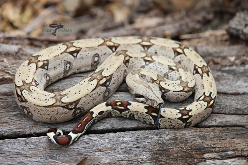 Sassafras &amp; Barq’s - Lemke/Dyer North Brazil boas (Boa constrictor)1.1 Holdbacks from 