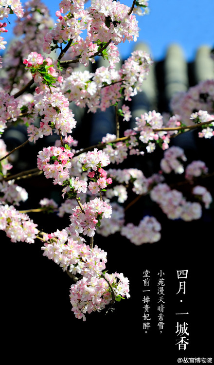 April, spring, chinese small apple blossoms, the Forbidden City. By 故宫博物院.