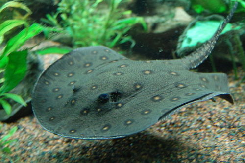 cool-critters: Ocellate river stingray (Potamotrygon motoro) The ocellate river stingray is a specie