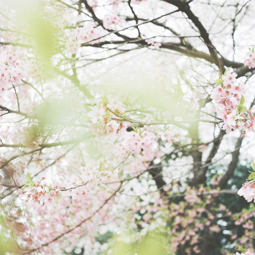 novemberschopin:陽光桜 by t.ono on Flickr.