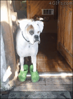 For animated GIFs — Boxer tries to walk in crocs