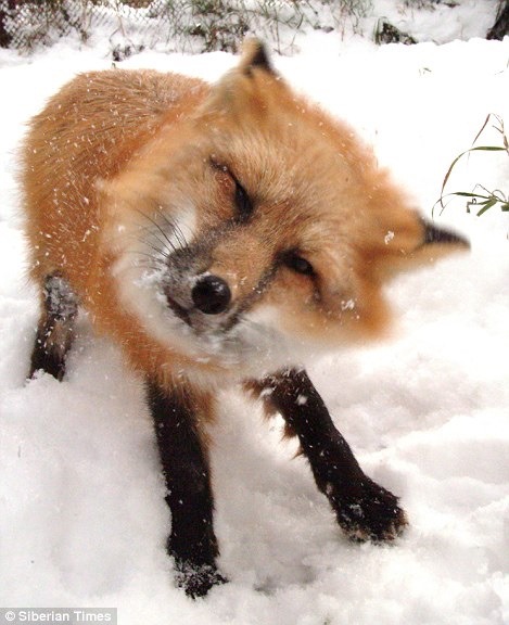 Request for foxes being silly!