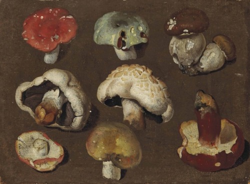 alrauna:“Study of Mushrooms” (18th-century) Philipp Ferdinand de Hamilton