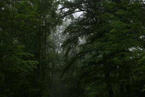 A foggy day at the local forest by 90377Instagram | Etsy Shop