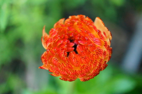 flora-file: flora-file: My Own California Superbloom in my front yard Last Year… This year lo