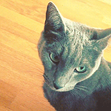 haeface:  Heebum knows who his master is. 