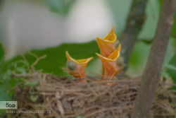 baby birds by MelonyMejias