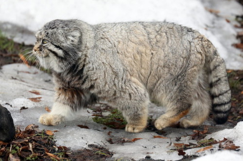 mostlytoebeans: mostlycatsmostly: More Pallas Cat (via mbibi) love me some SCREAMING RECTANGLE