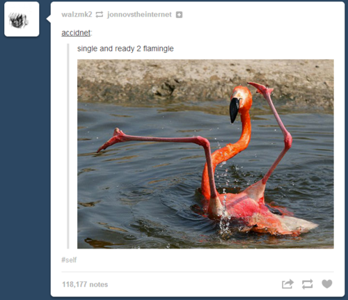 dontsay-goodnight-yet:  While Tumblr was down everyone on Twitter was talking about how there was a bunch of porn being posted onto their dashes and all I got was this  