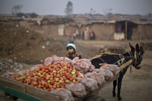 A child sits on his father&rsquo;s donkey cart loaded with tomatoes on the outskirts of Islamabad, P