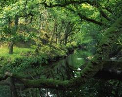 pagewoman:     Glengarriff River, County Cork, Ireland by Richard Cummins    heaven is on earth. and heaven is green.