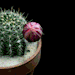 angelicpleasure:maral-bjk-deactivated20191230:Cactus pink blossom ~❤~
