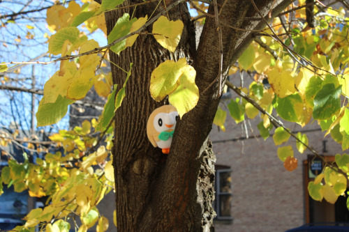 Rowlet up in trees