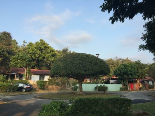 社區與樹- 中興新村 the tree in my neighborhood