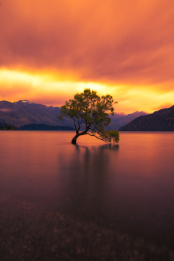 wowtastic-nature:  💙 The Lone Willow Tree by Andre Distel on 500px○  Nikon D800, 801✱1200px-rating:99.6☀  &quot; Facebook This shot is like many other from New Zealand and the beautiful town of Wanaka. The water wasn’t completely still