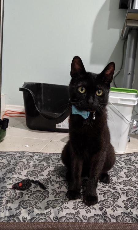 cuteness–overload:After 29 years of wanting a cat, I’m pleased to introduce Chester Purrington