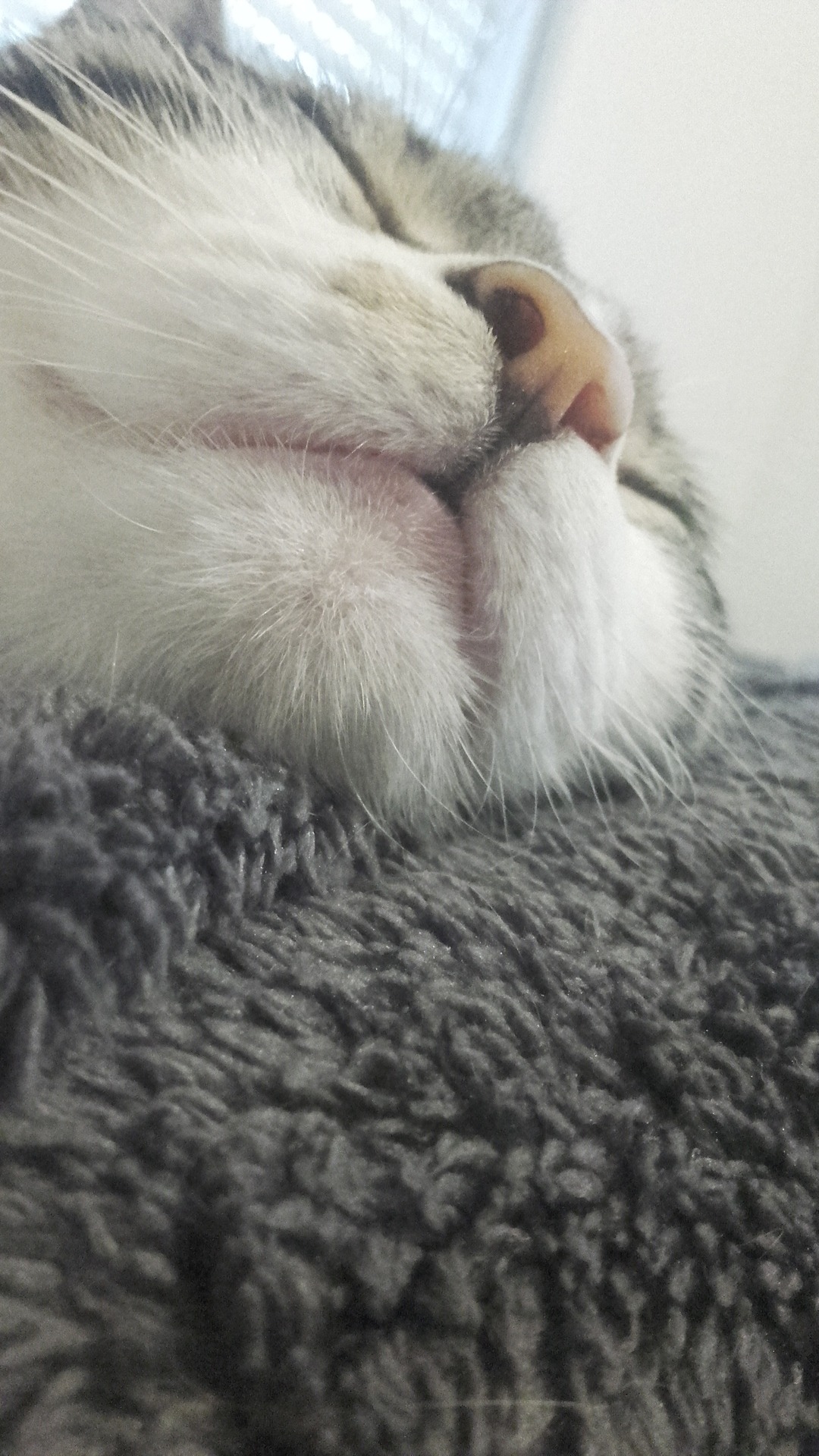 Unflattering Cat Selfies