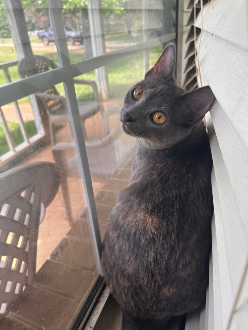 Cleopatra In The Window Enjoying The Warmth Of The Sun Purr Usual. (See What I Did There?)