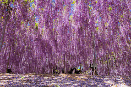 Porn photo asylum-art:  This 144-Year-Old Wisteria In