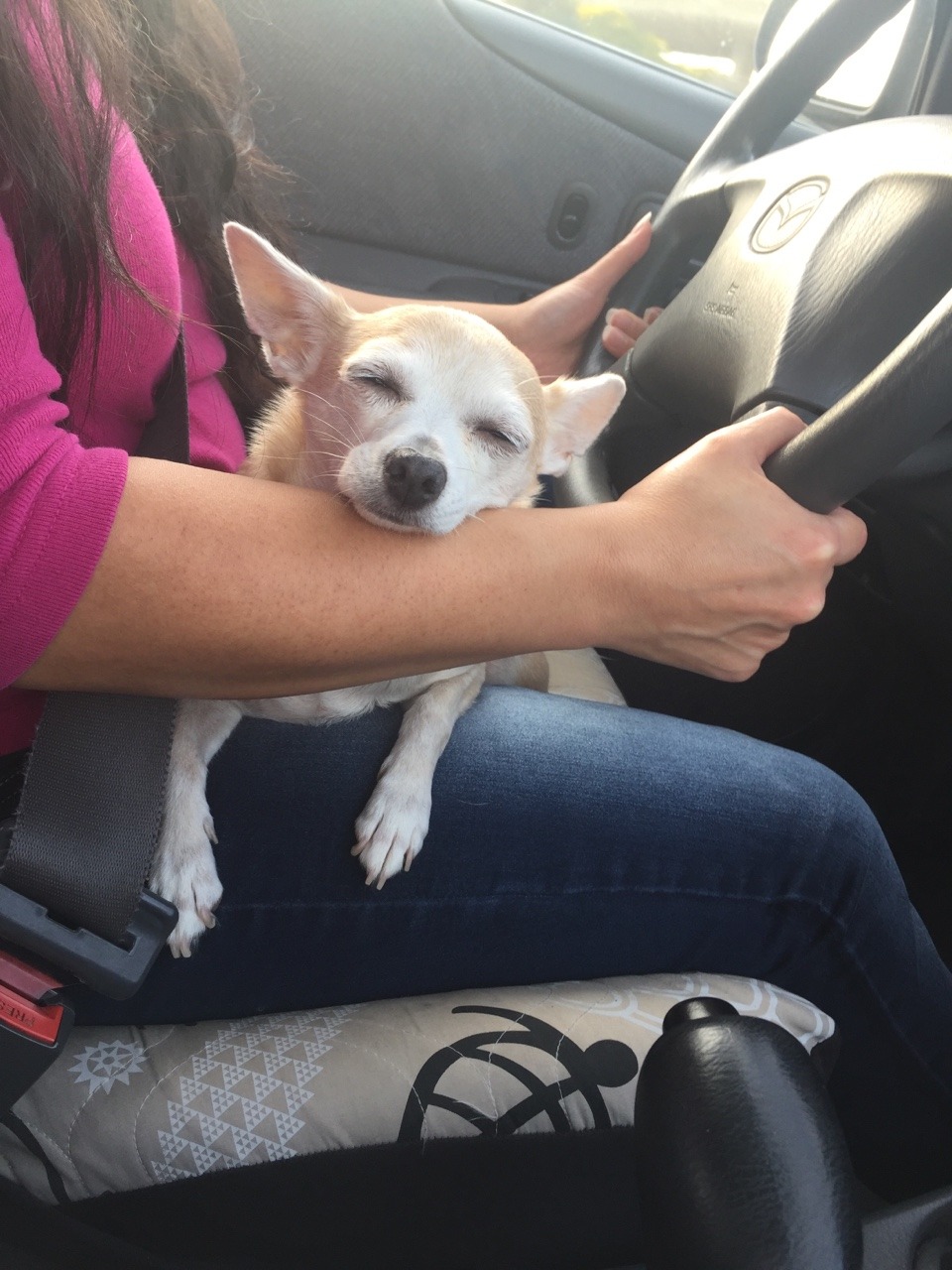 kinda late but happy birthday!!! 🌸 wanted to share Luna, the sweetest chihuahua