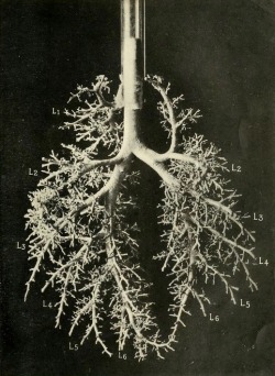 nemfrog:  “Wood’s metal corrosion of the lung of a suckling pig two days old.” The American journal of anatomy. Vol. VI. 1906-7.