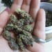 sacrilegeandsunshine:Do-Si-Dos x Purple Punch budlets.She sure is purple. 💜💜💜