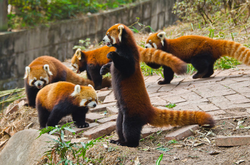 theloveforanimals: Pick me Pick me By taniwha88 on Flickr red pandas are Weeds except significantly 