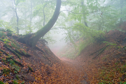 90377:  Mystic Autumn Forest by Martin Stelbrink
