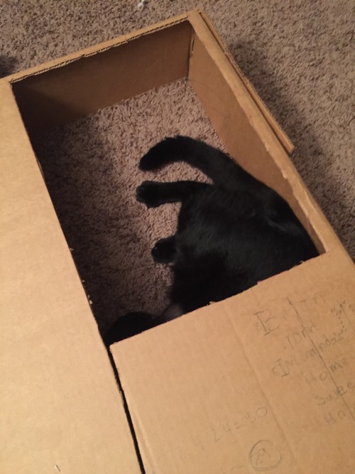 your-favorite-cat-blog:Happy black cat appreciation day!! Nux enjoys this day that’s all about