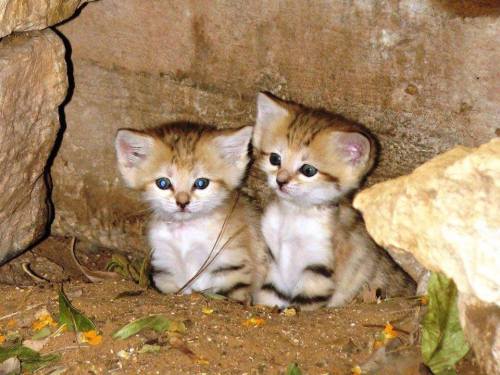 typhlonectes:Sand Cat Kittens Born at Tel Aviv Zoo Rotem, a rare Sand Cat at the Zoological Center T