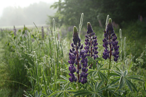 90377: Lupins in fog by tracybarton68 on Flickr.