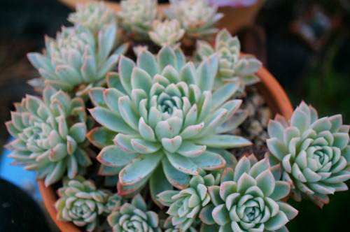 Porn Pics flora-file:  succulents in my garden (by