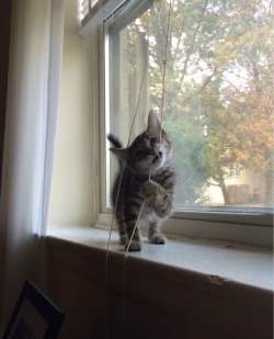 cute-overload:  Meet Meatball. He’s a derp.http://cute-overload.tumblr.com 