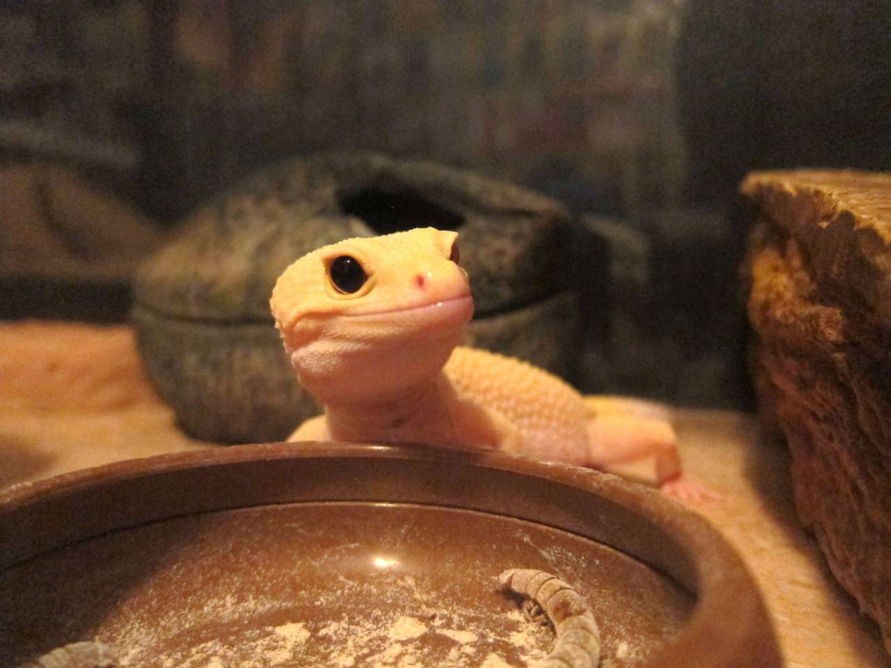 thelizardcircus: he scream 