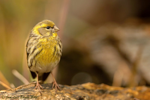 European Serin (Serinus serinus) &gt;&gt;by José Luís Barros