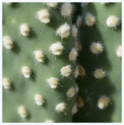 mudwerks:  fatchance:  At the Desert Botanical Garden: Bunny ears pricklypear (Opuntia microdasys). Phoenix, Arizona.  These will mess you with you. They look so soft and furry but the hundreds of tiny spines you can’t even see will embed themselves