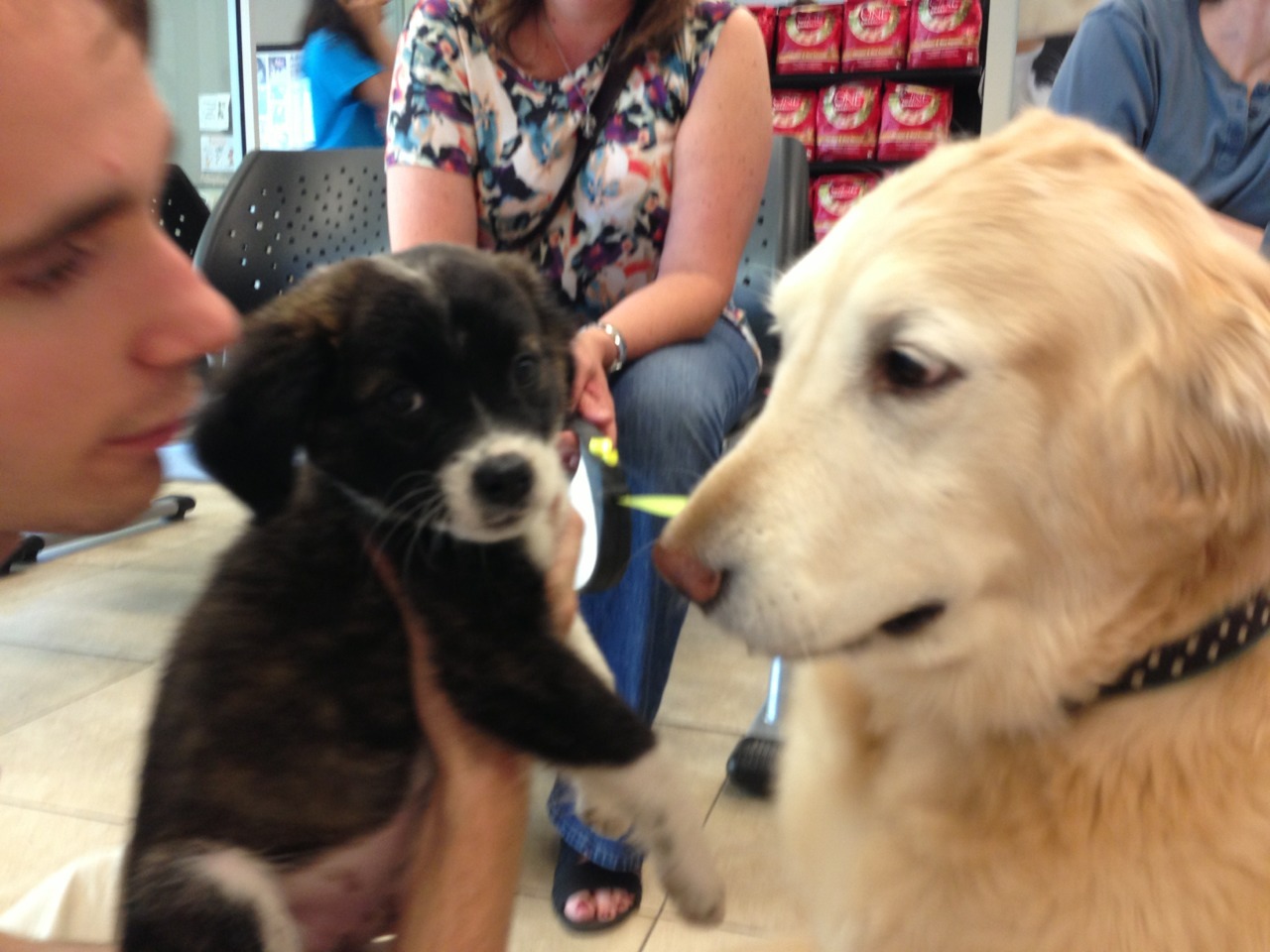 officialpuppy:  daisy meeting her new sister for the first time…. I think she likes