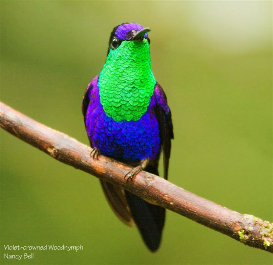 silverhawk: silverhawk:   u ever just see an animal n ur like “yeah thats perfectly named” bc this is the violet-crowned woodnymph n like. yeah thats right   yeah this is Just Right. 