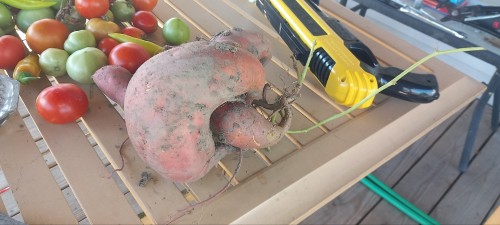Snarled Sweet Potatoes From My Parents Garden