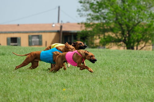 handsomedogs:  Lure Coursing Coursing is the pursuit of game or other animals by dogs—chiefly greyhounds and other sighthounds—catching their prey by speed, running by sight and not by scent. In lure coursing, dogs chase an artificial lure across