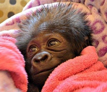 Swaddled baby gorilla on We Heart It.